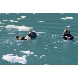 Sea Otters in the Water with Ice