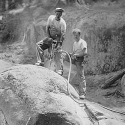 Civilian Conservation Corps in California, Camp Wolverton, Sequoia National Park