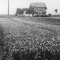 Field of flax and farm house