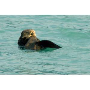 Sea Otter in the Water