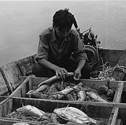 Boy in boat with large catch of fish
