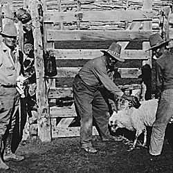 Buying sheep from Indians on range for relief 