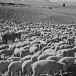 Sheep "Flock in Owens Valley, 1941."