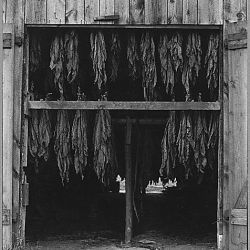 Charles County, Maryland. Tobacco is being air-cured in a family-sized tobacco barn near Pomfret, MD