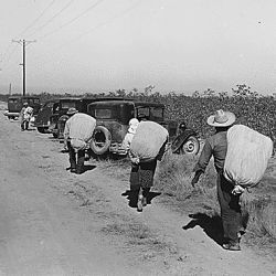 Eloy District, Pinal County, Arizona. Cotton pickers, on their way to the cotton wagon at noontime...