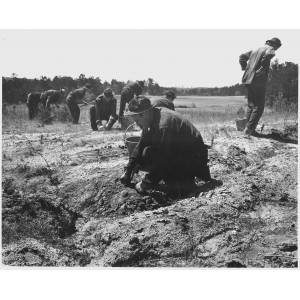Newberry County, South Carolina. CCC enrollees planting pine seedlings on W. W. Riser