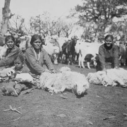 Navajo women shearing sheep 