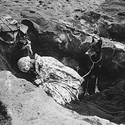 Private First Class Rez P. Hester, 7th War Dog Platoon, 25th Regiment, Takes a Nap while Butch, his War Dog, Stands Guard. Iwo Jima