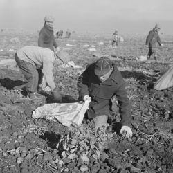 Tule Lake Relocation Center, Newell, California. Evacuee farmers filling sacks with newly dug...