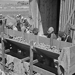 Tule Lake Relocation Center, Newell, California. Seed potato cutting at the cutting sheds of the...