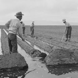 Tule Lake Relocation Center, Newell, California. Evacuee farm hands irrigate the crops at the farm...