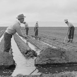 Tule Lake Relocation Center, Newell, California. Evacuee farm hands irrigate the crops at the farm . . .