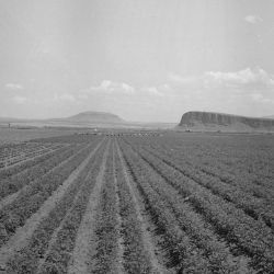 Tule Lake Segregation Center, Newell, California. This field of beets at the Tule Lake Center was...