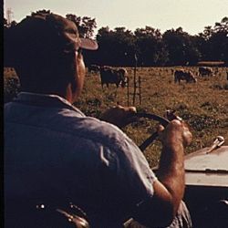 Farmer Travels by Jeep to Check his Cattle Herd on a Farm Surrounded by Industry 