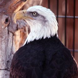 An American Bald Eagle in the Roswell zoo