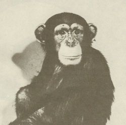 Chimpanzee Used in Animal Flight Program