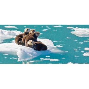 Sea Otters Floating on Ice