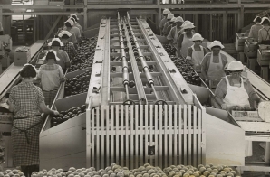 Women Working in a Sunkist Packing House