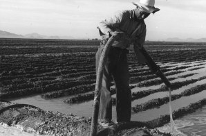 Eloy District, Pinal County, Arizona. Mexican irrigator siphoning from ditch to field.