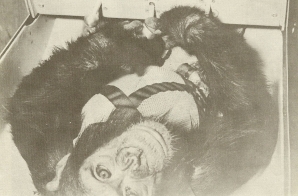 Chimpanzee with Psychomotor Control Panel